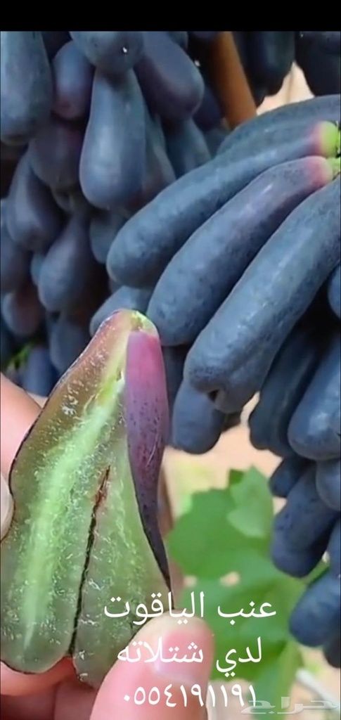 عنب شيلي بدون بذور