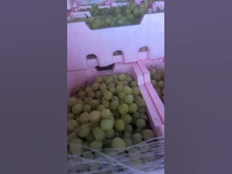 عنب زقطة بلدي فلين
