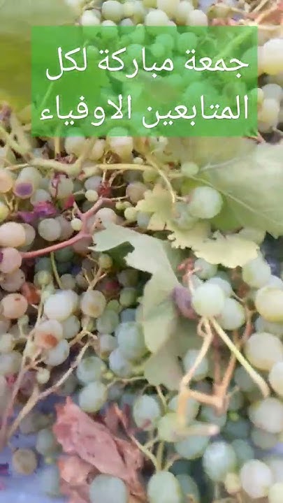 زقطة عنب بلدي صحن