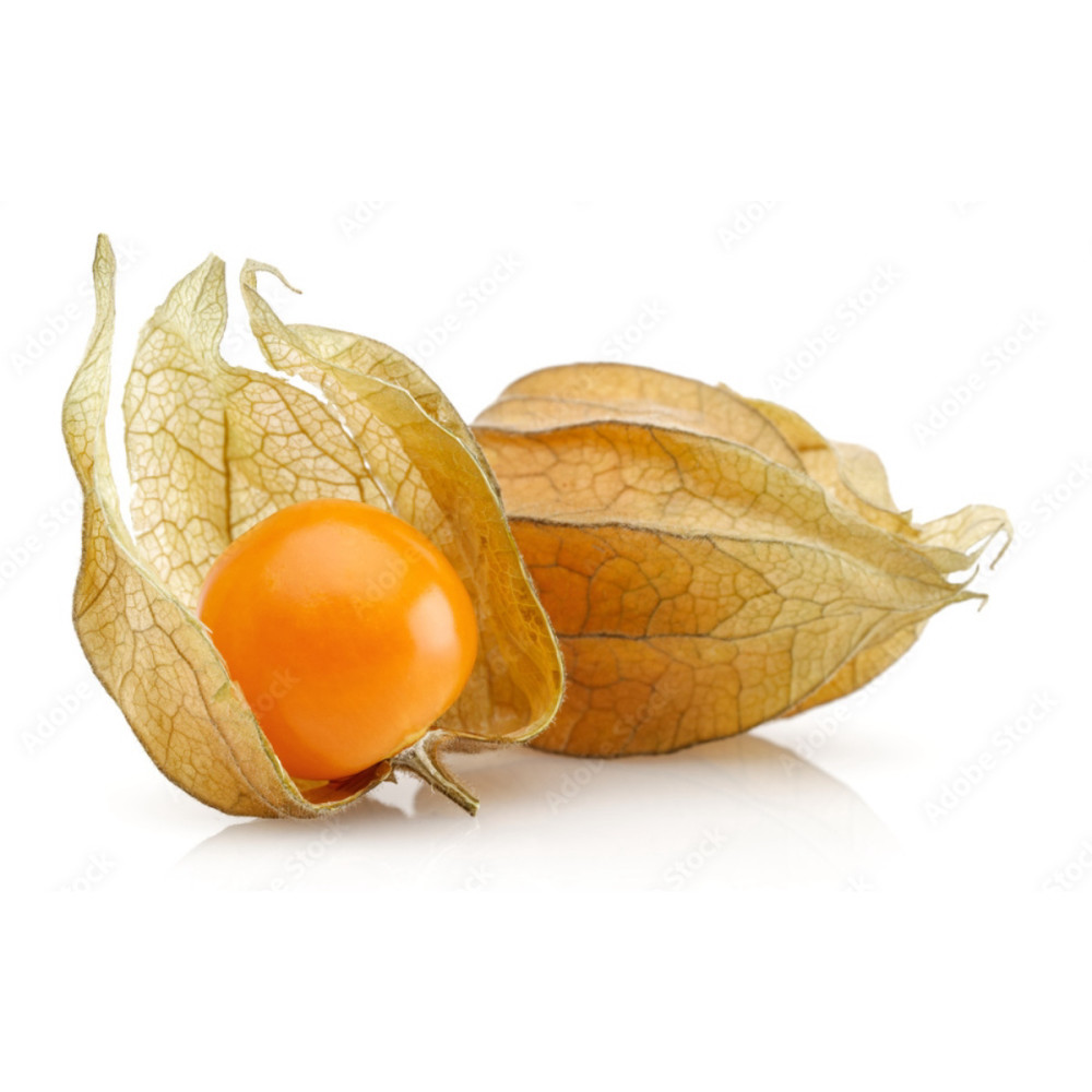 حرنكش ( التوت الذهبي )