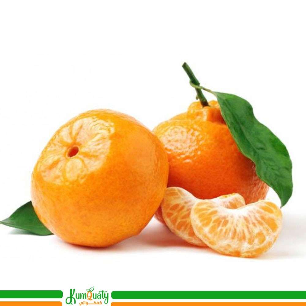 يوسفي شربتلي علبة