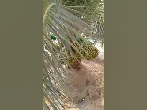 نبتة سلمى القصيم