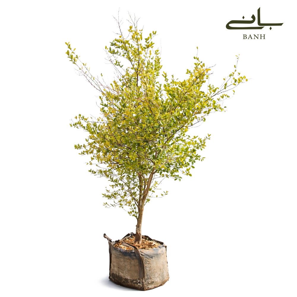 ليمون ابو زهيره بلدي