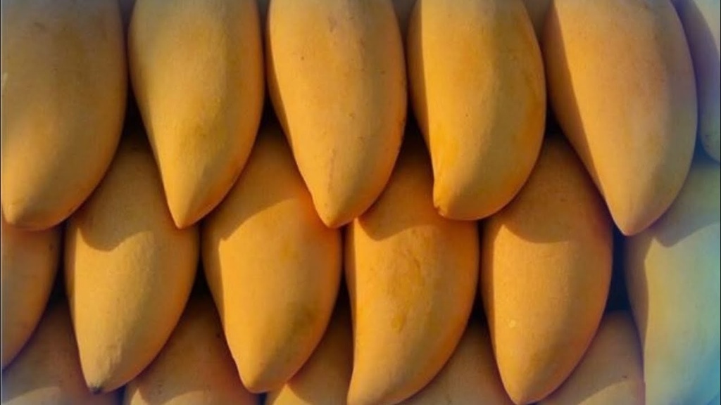 مانجو سمكه