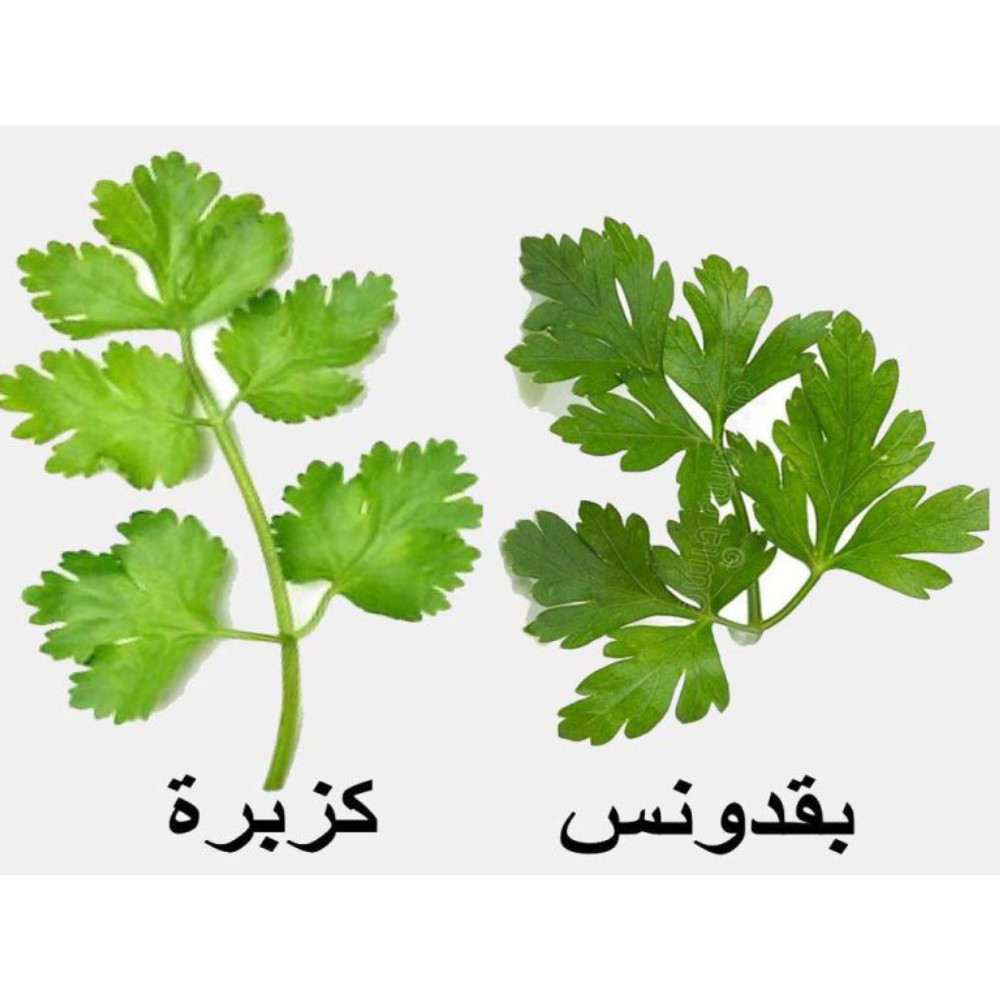 بقدونس + كزبرة + شبث