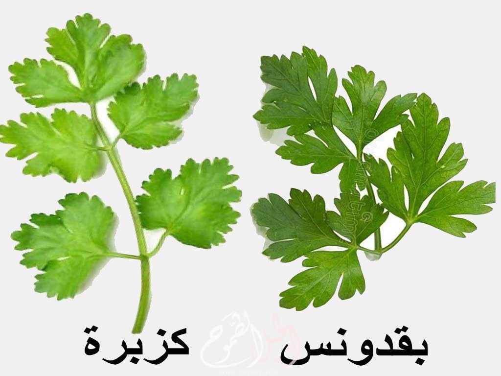بقدونس شبت كزبرة جزر