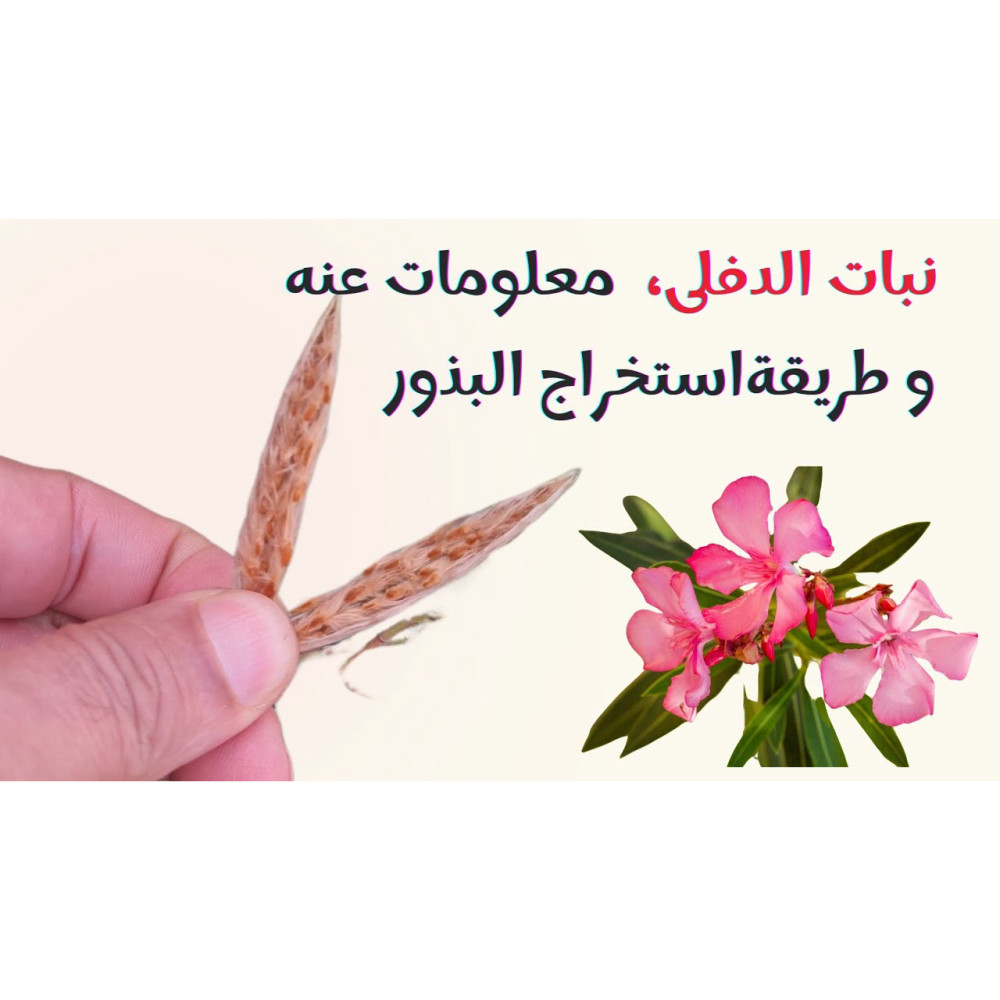 مرخ
